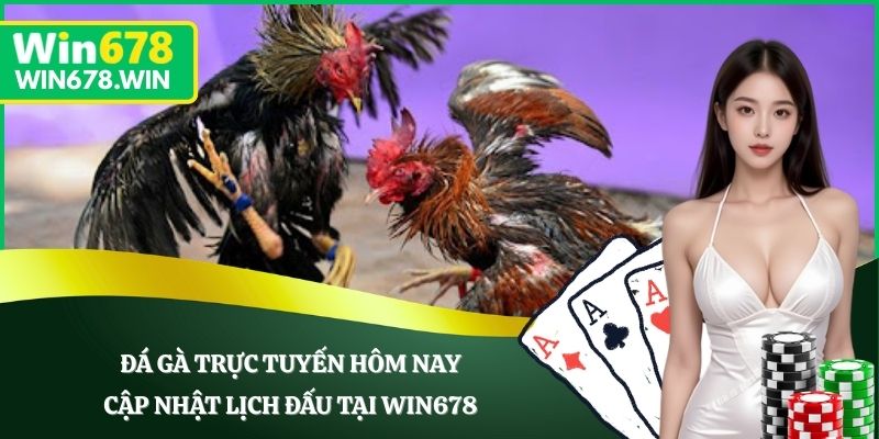Đá Gà Trực Tuyến Hôm Nay