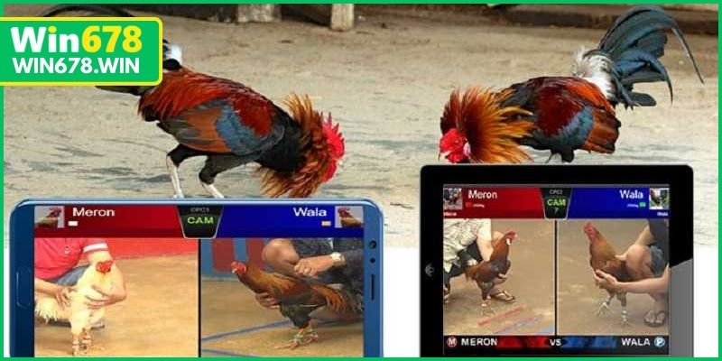 Tổng quan về khái niệm đá gà trực tuyến hôm nay