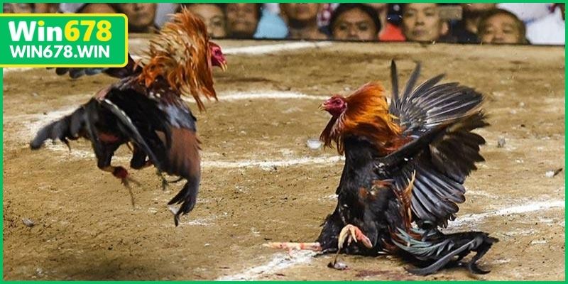 Cách tham gia đá gà thomo tại nhà cái WIN678