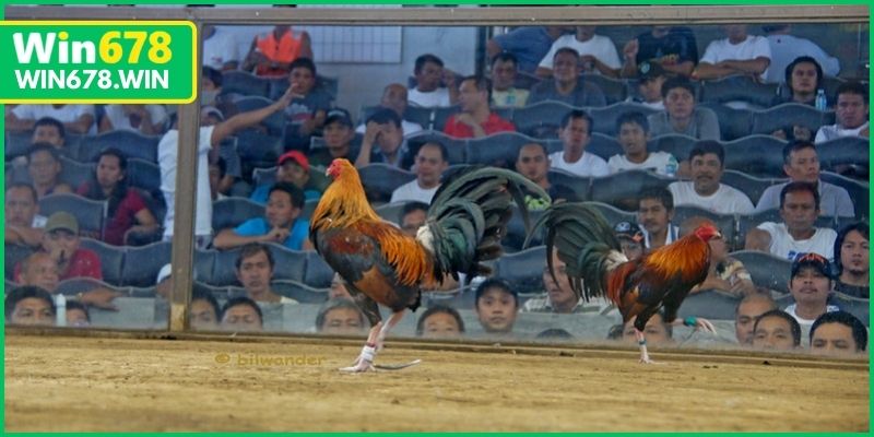 Hướng dẫn chi tiết cách xem đá gà trực tiếp tại WIN678
