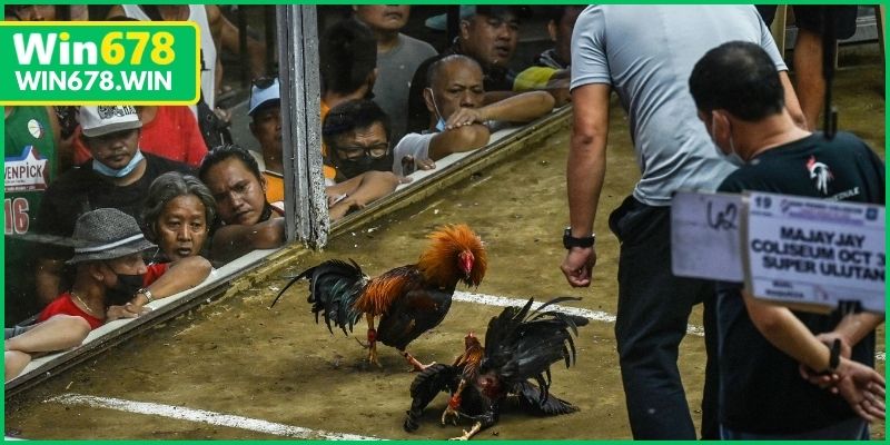 Người chơi nên xem đá gà mới nhất tại các nhà cái uy tín