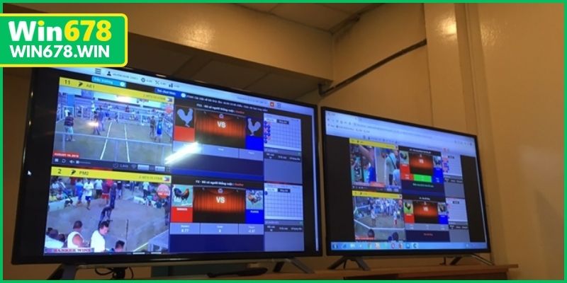 Truy cập đúng địa chỉ chính thức để xem đá gà