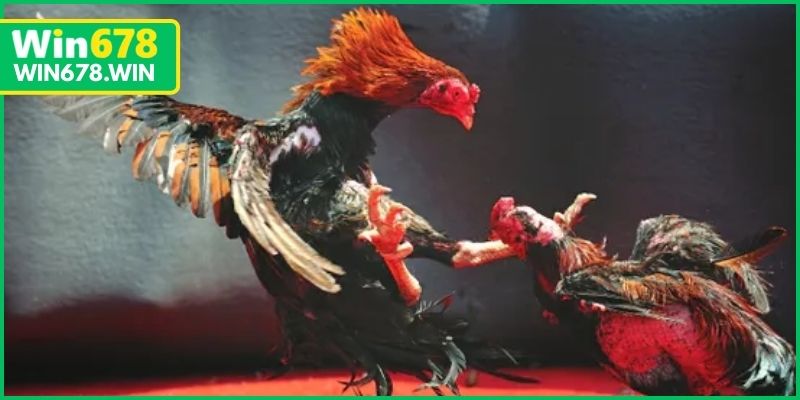 Chứng kiến trọn vẹn từng pha ra đòn trên đấu trường