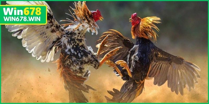 Đá gà WIN678 livestream HD, tỷ lệ minh bạch, ổn định