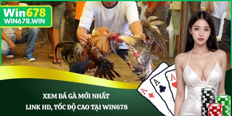 Xem Đá Gà Mới Nhất